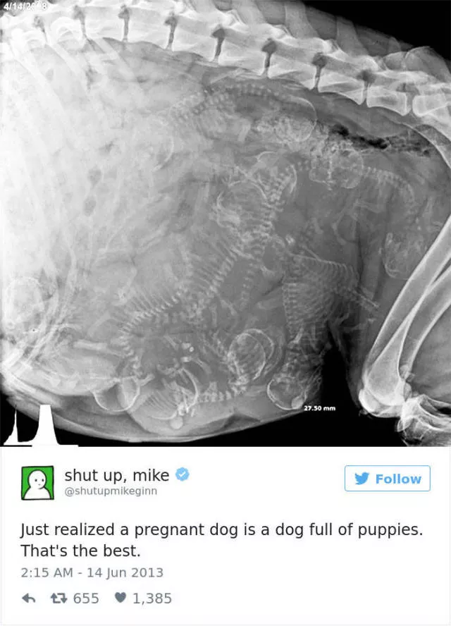 Les meilleurs tweets droles sur les chiens - #30 