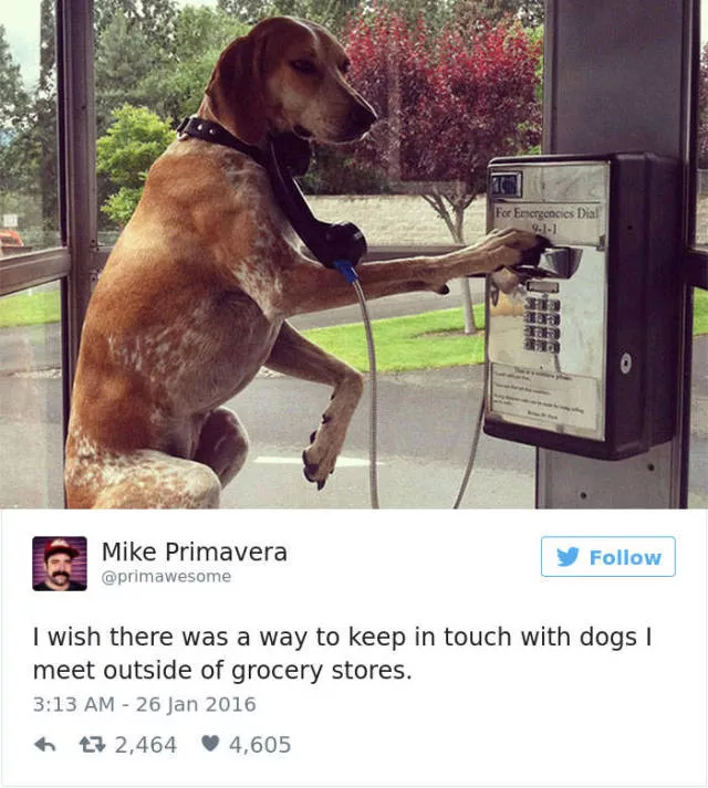 Les meilleurs tweets droles sur les chiens - #33 