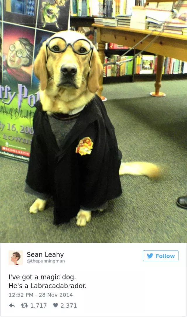 Les meilleurs tweets droles sur les chiens - #34 
