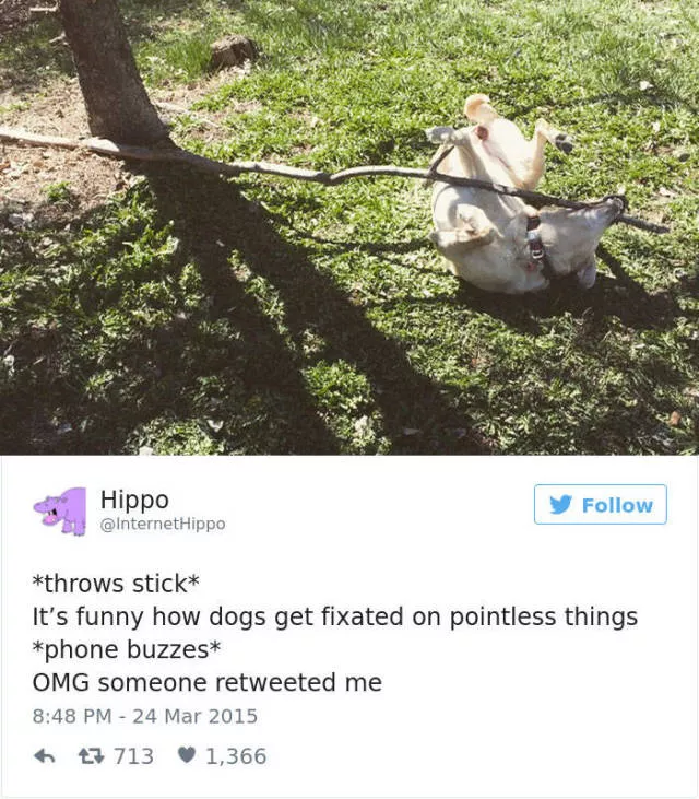 Les meilleurs tweets droles sur les chiens - #38 