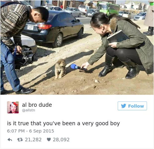 The funniest tweets about dogs - #4 
