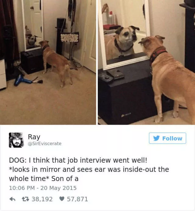 Les meilleurs tweets droles sur les chiens - #41 