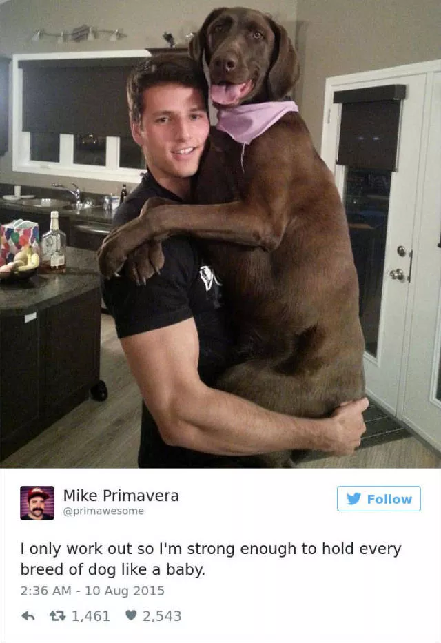 Les meilleurs tweets droles sur les chiens - #45 