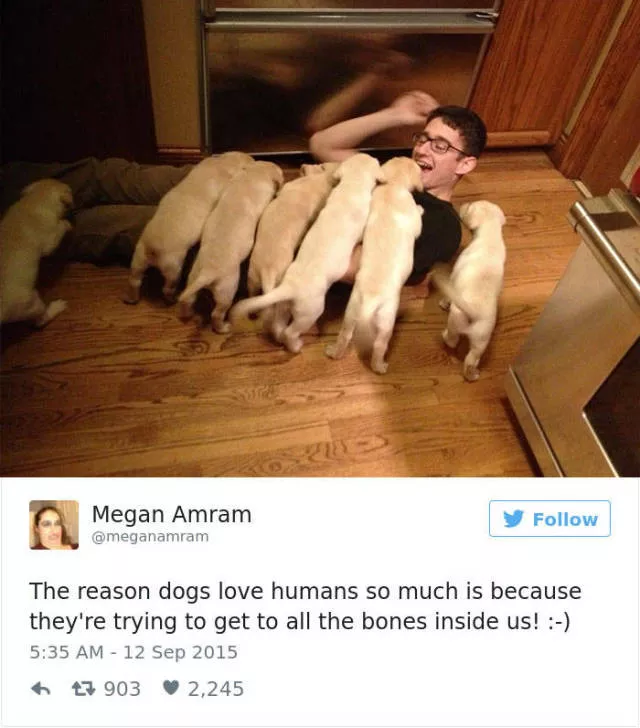 Les meilleurs tweets droles sur les chiens - #46 