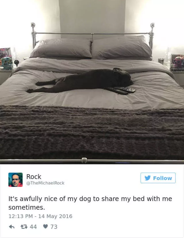 Les meilleurs tweets droles sur les chiens - #47 