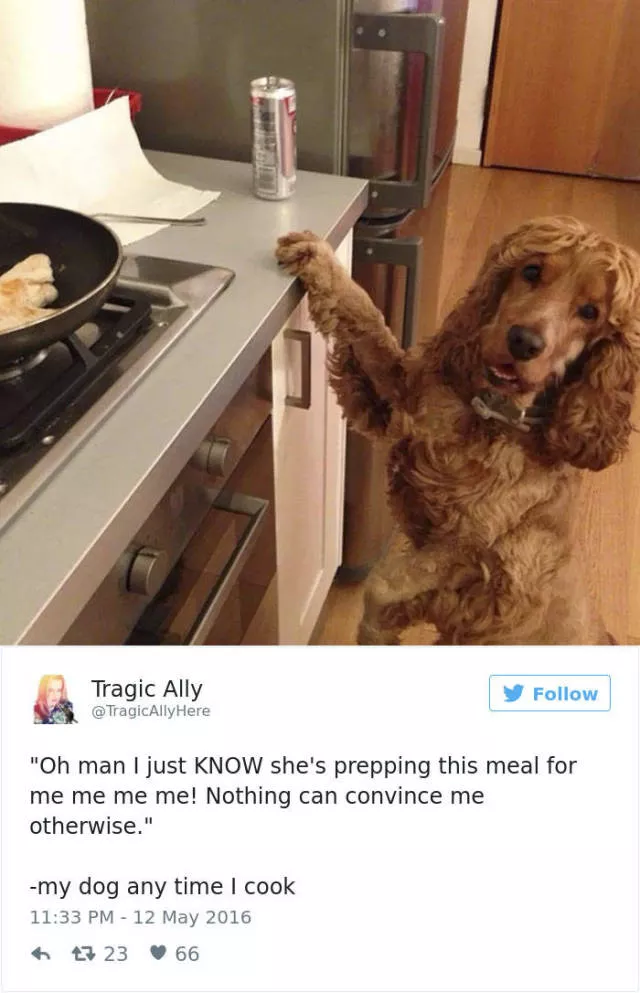 Les meilleurs tweets droles sur les chiens - #48 