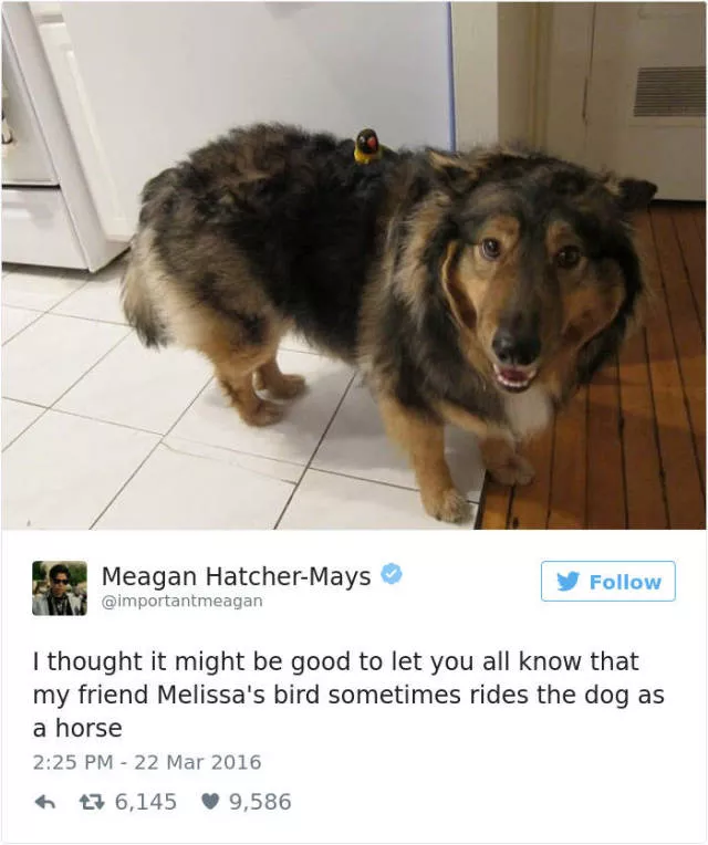 Les meilleurs tweets droles sur les chiens - #49 