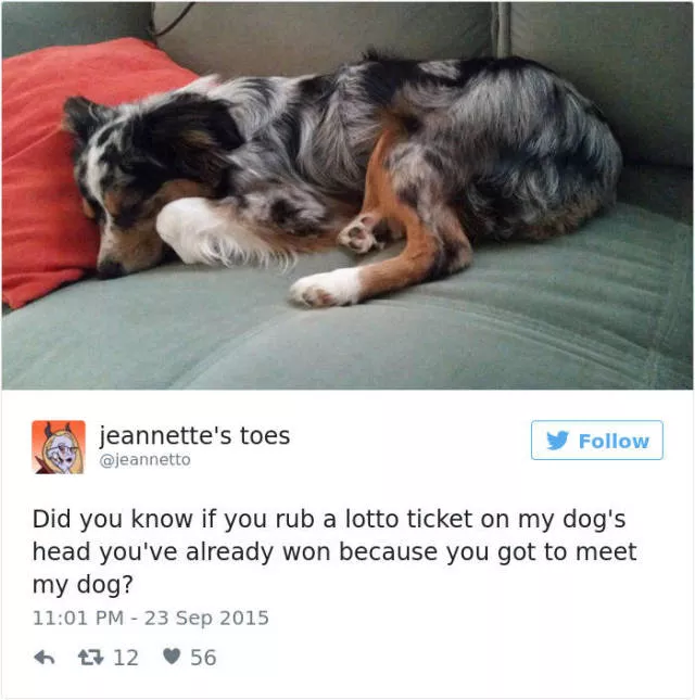 The funniest tweets about dogs - #5 
