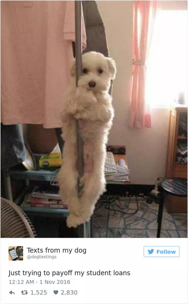 Les meilleurs tweets droles sur les chiens - #51 