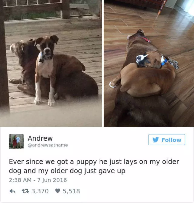 Les meilleurs tweets droles sur les chiens - #52 