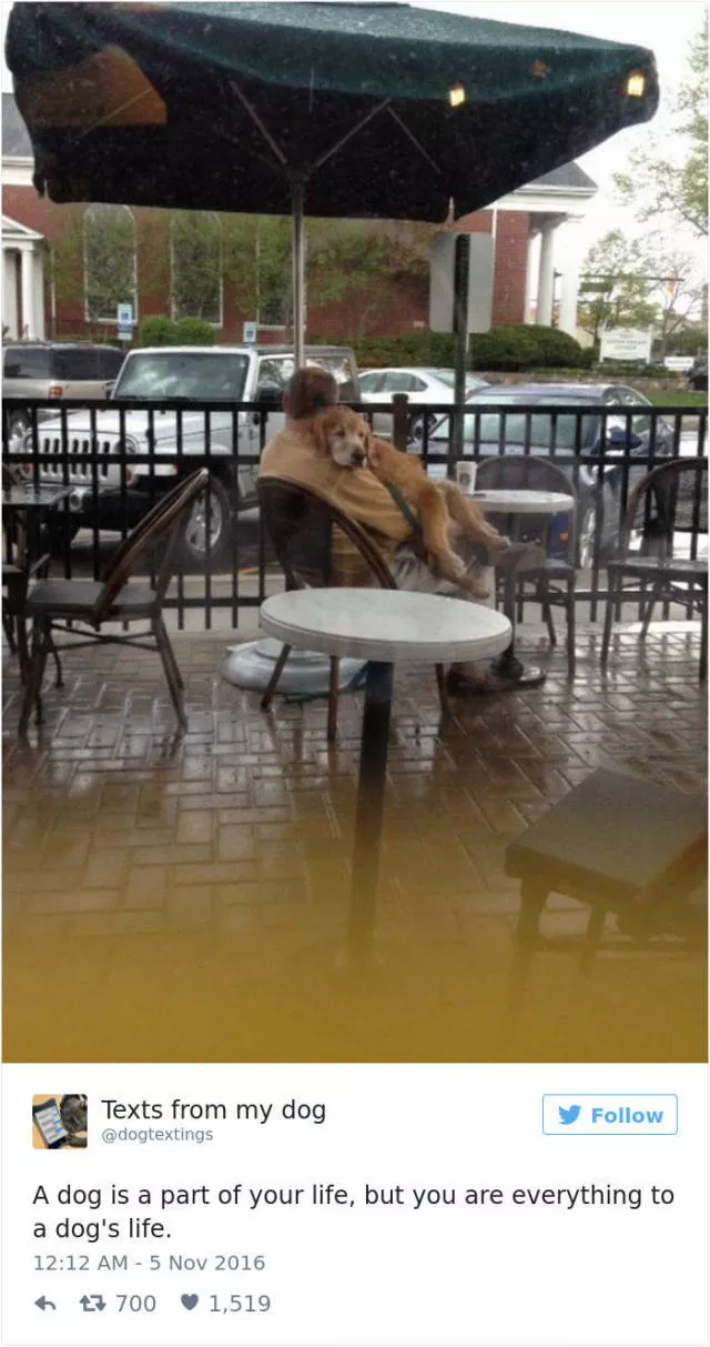Les meilleurs tweets droles sur les chiens - #53 