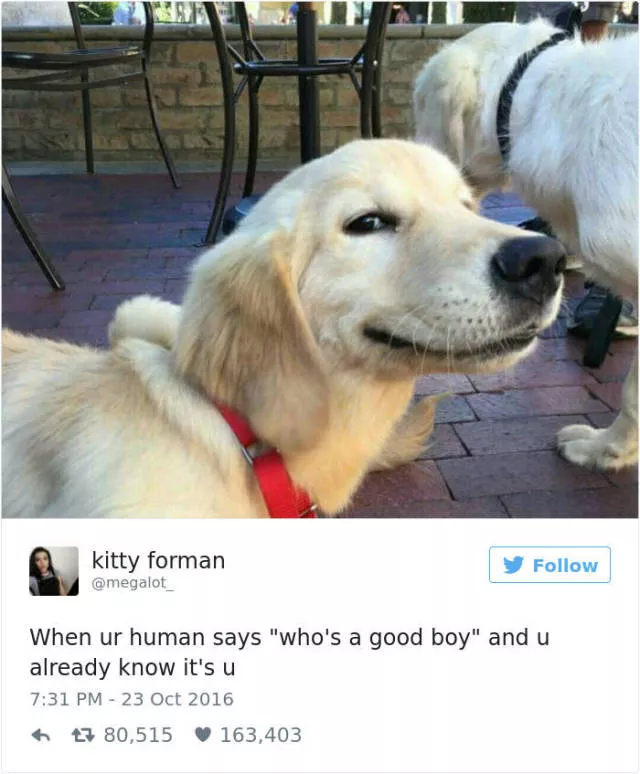 The funniest tweets about dogs - #8 