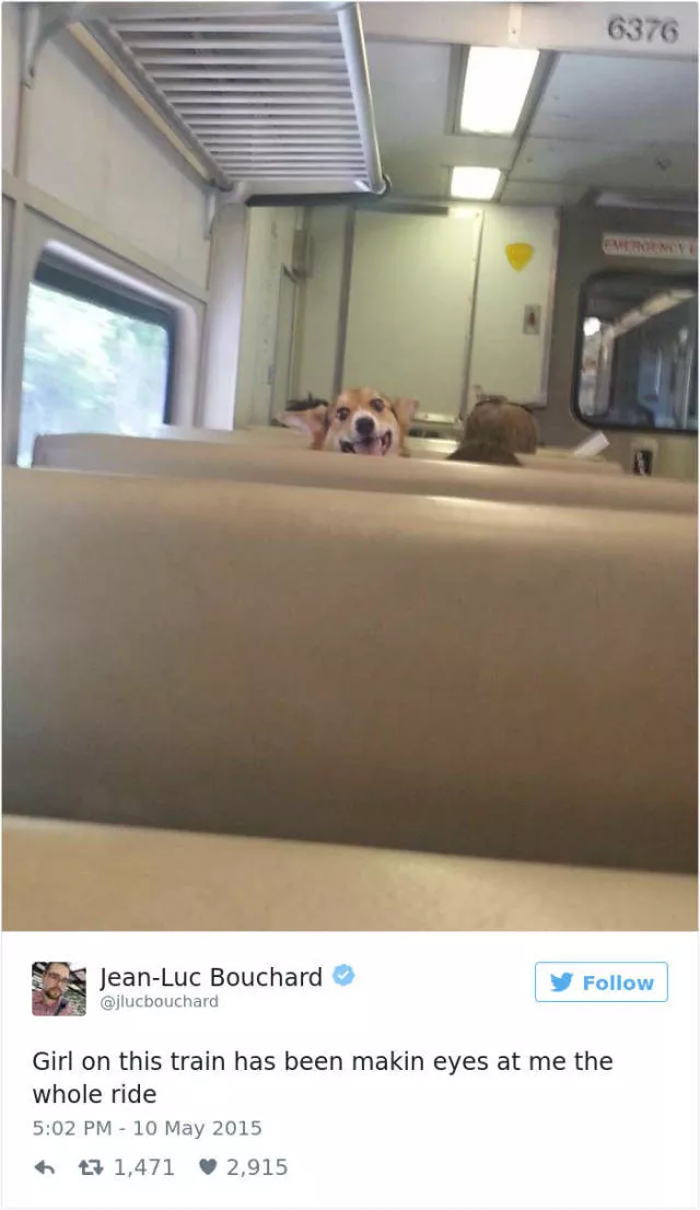 Les meilleurs tweets droles sur les chiens - #9 