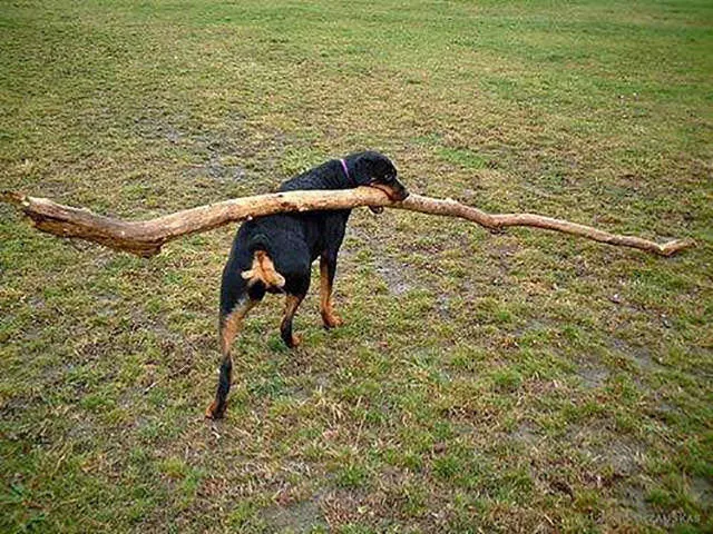 Picdump 41 - #34 