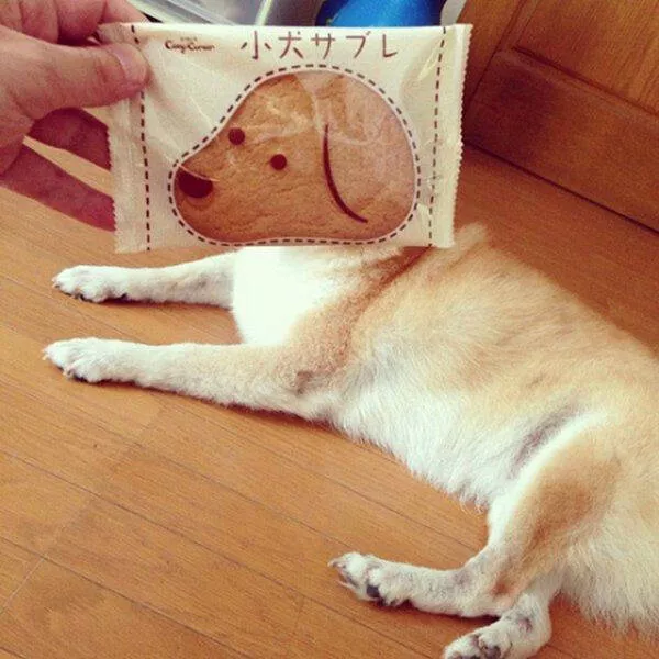 Pictures taken at the perfect moment - #20 