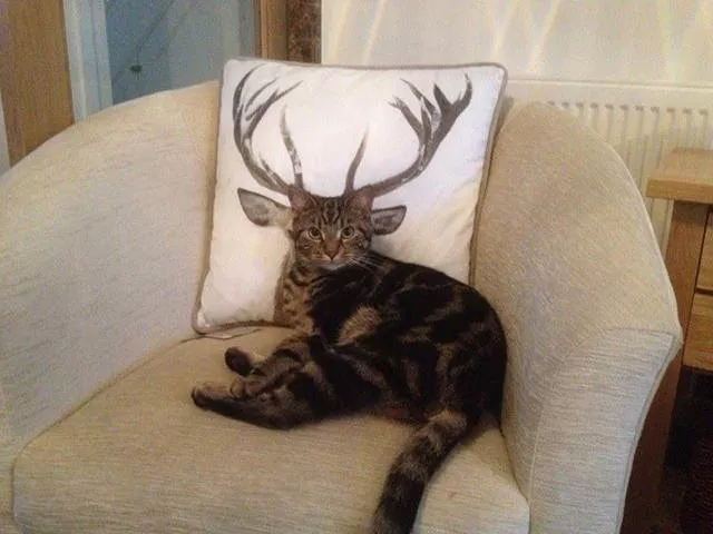 Pictures taken at the perfect moment - #30 