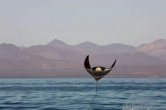 Pictures taken at the perfect moment - #47 