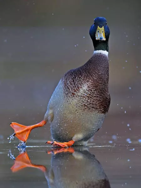 Pictures taken at the perfect moment - #8 