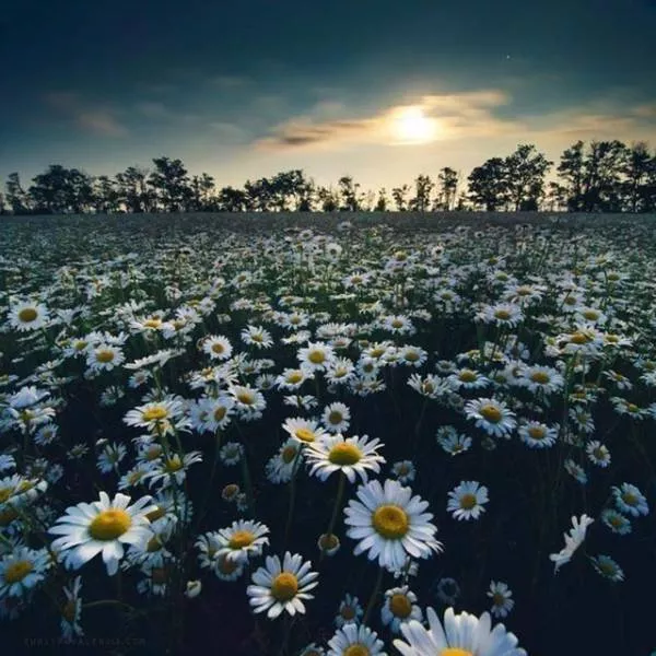 These photos should be the most liked on social networks - #36 