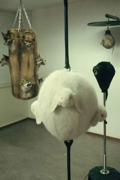 Unusual pics - #15 