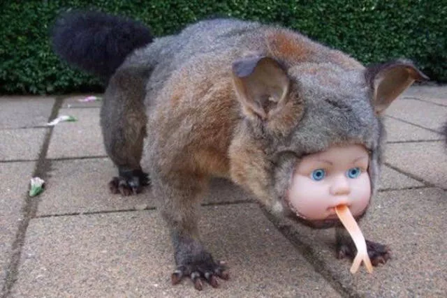 Unusual pics - #18 