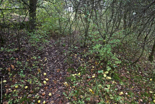 Rare pics from abandoned camp earthworm - #25 