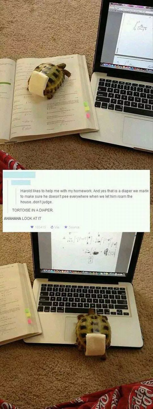 Picdump 149 - #95 Picdump 149 - #95