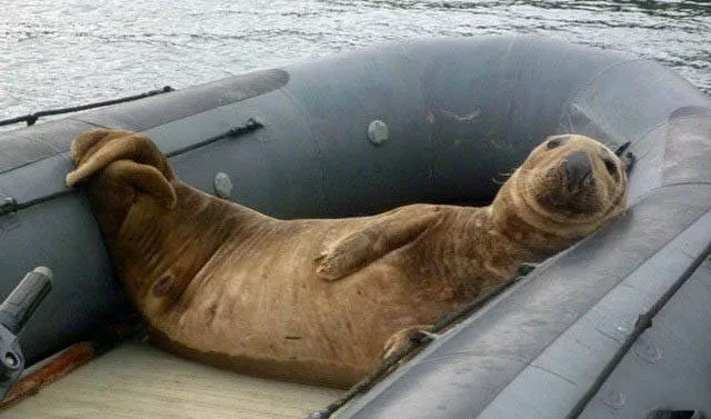 The most unusual and original boats - #23 