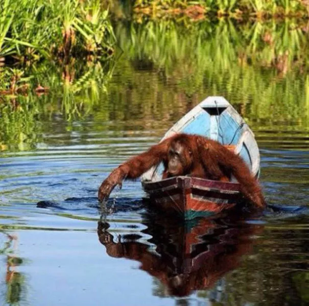 Les bateaux les plus insolites et originaux - #31 