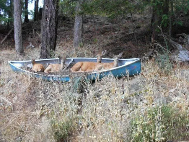The most unusual and original boats - #40 