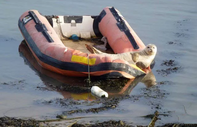 Les bateaux les plus insolites et originaux - #42 