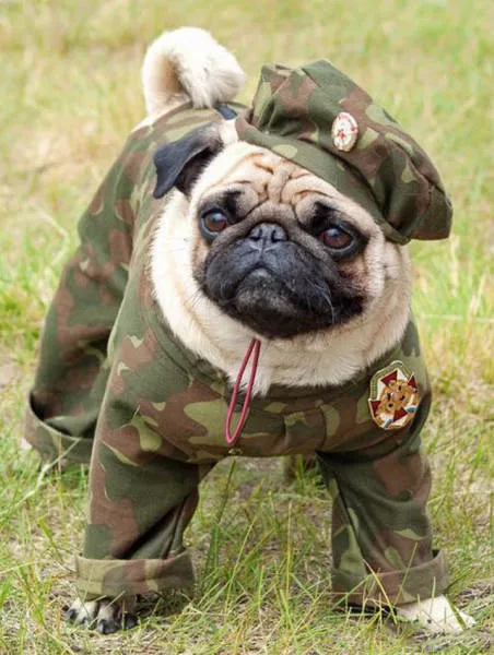 The military also have the right to do funny things - #20 