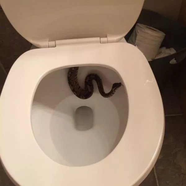 Toilet creativity - #13 