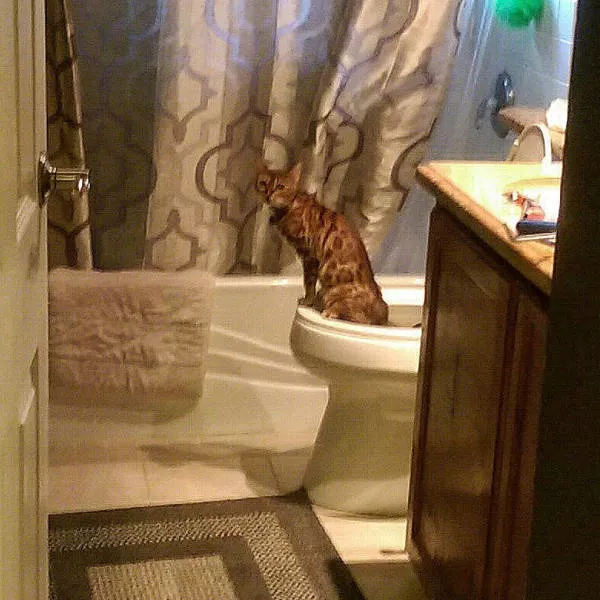 Toilet creativity - #16 