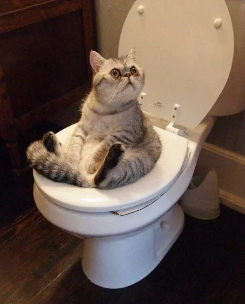 Toilettes creativite - #28 