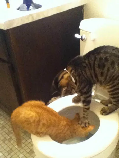 Toilettes creativite - #33 