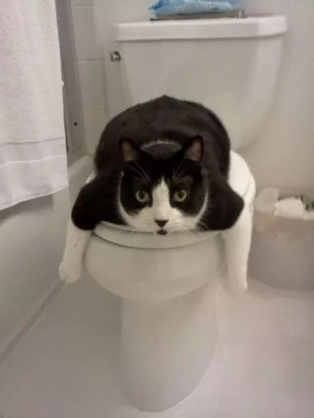 Toilettes creativite - #35 