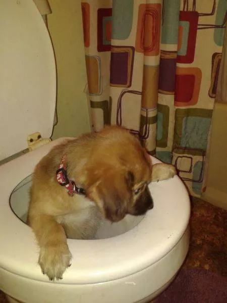 Toilettes creativite - #40 