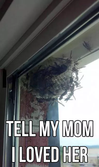 The most scary pics - #15 