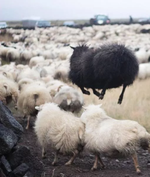 Iceland a paradise on earth