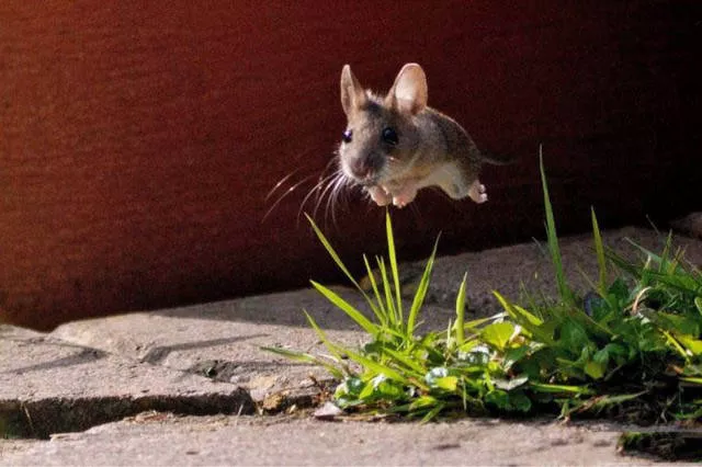 Impressive photos and especially without touching - #21 