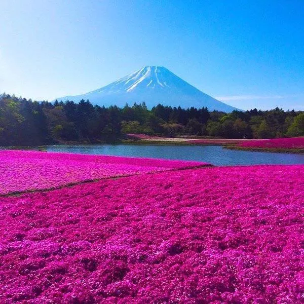 A collection of beautiful picture to start your week - #19 