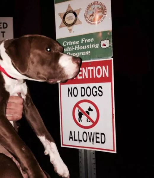 They do not like to follow the rules - #34 