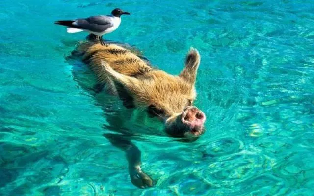 Picdump 44 - #71 