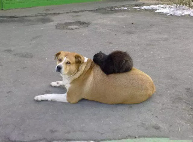 Im the boss here - #3 