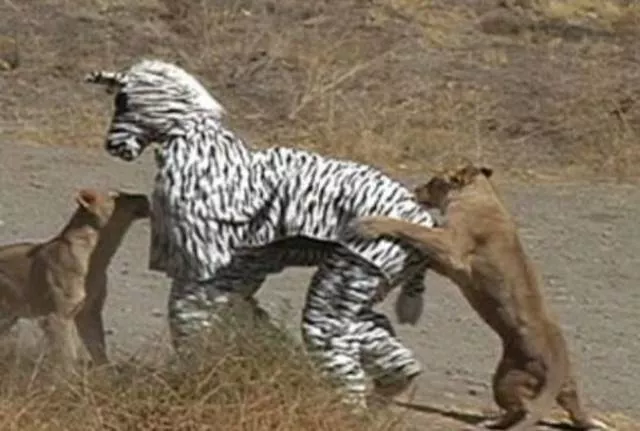 Will they survive incredible extreme situations - #29 