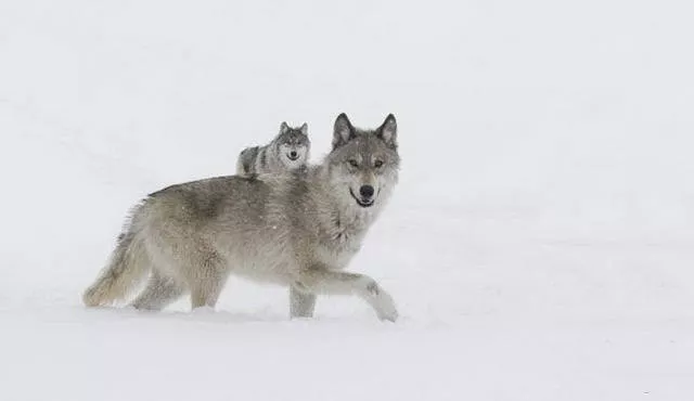 Look twice pictures - #8 