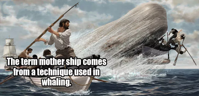 Little known and surprising facts revealed - #11 