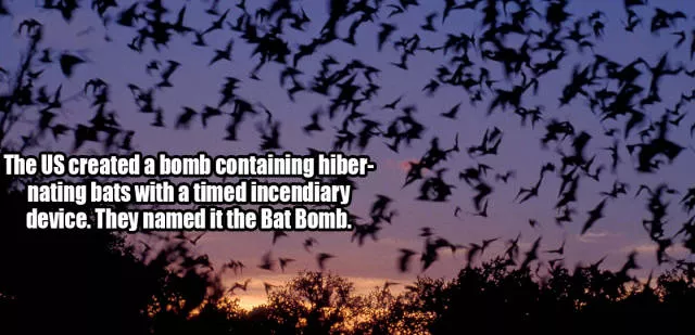 Little known and surprising facts revealed - #7 