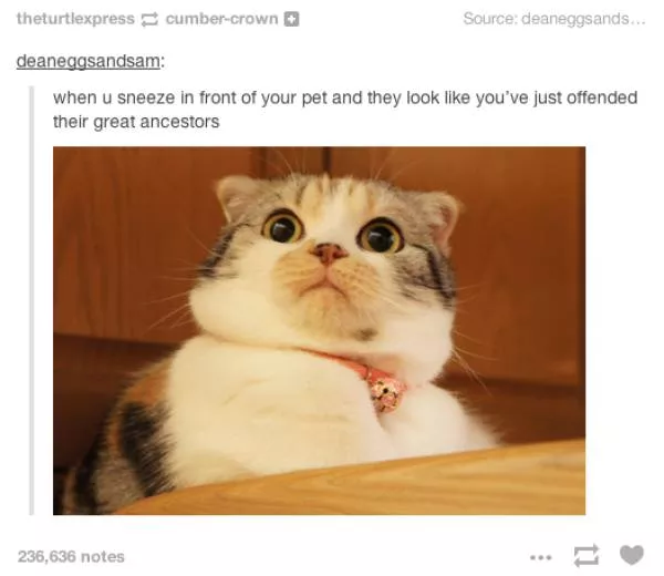 The funniest photos in the world - #11 